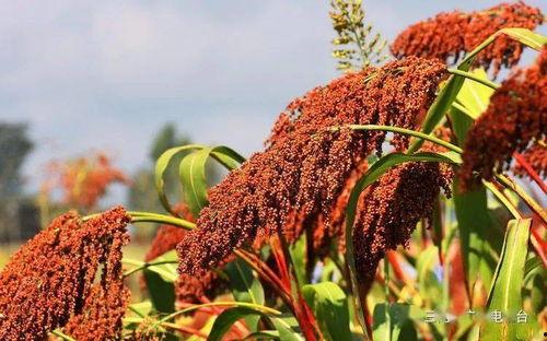 红高梁在线观看,烽火岁月里的爱情与抗争  第1张